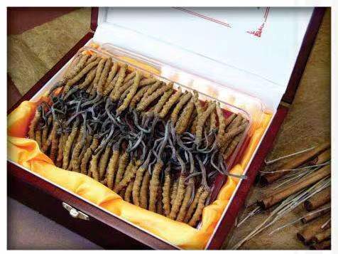 塘厦镇冬虫夏草回收